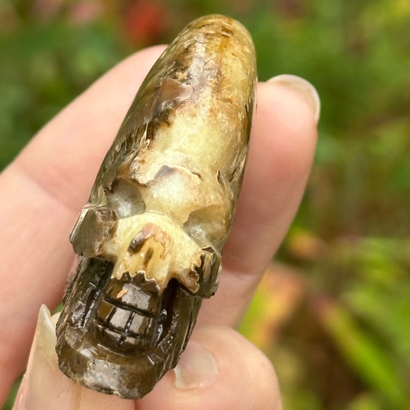 Ammonite Skull - Picture 7 of 9